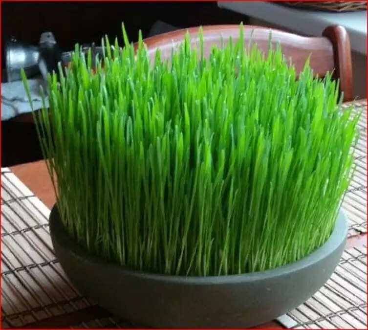 Navratri Barley Sown