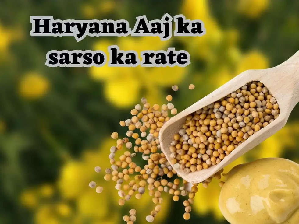 Haryana Aaj ka sarso ka rate: इतने प्रति क्विंटल के ऊपर ही खरीद सकेंगे सरसों, सरसों के भाव में शानदार तेजी