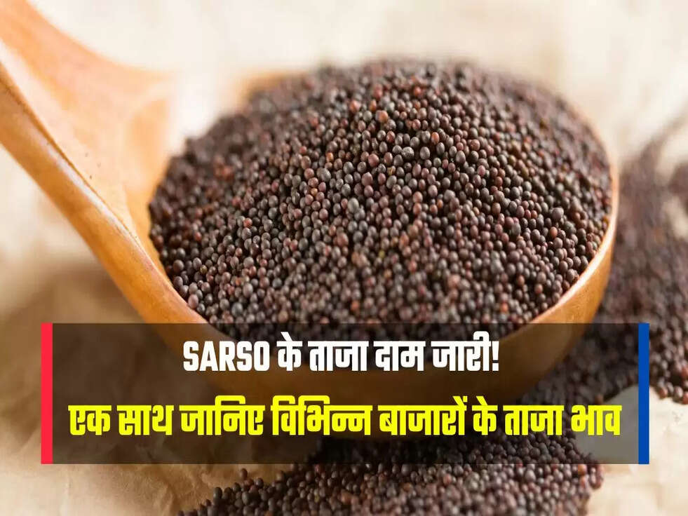 Sarso के ताजा दाम जारी