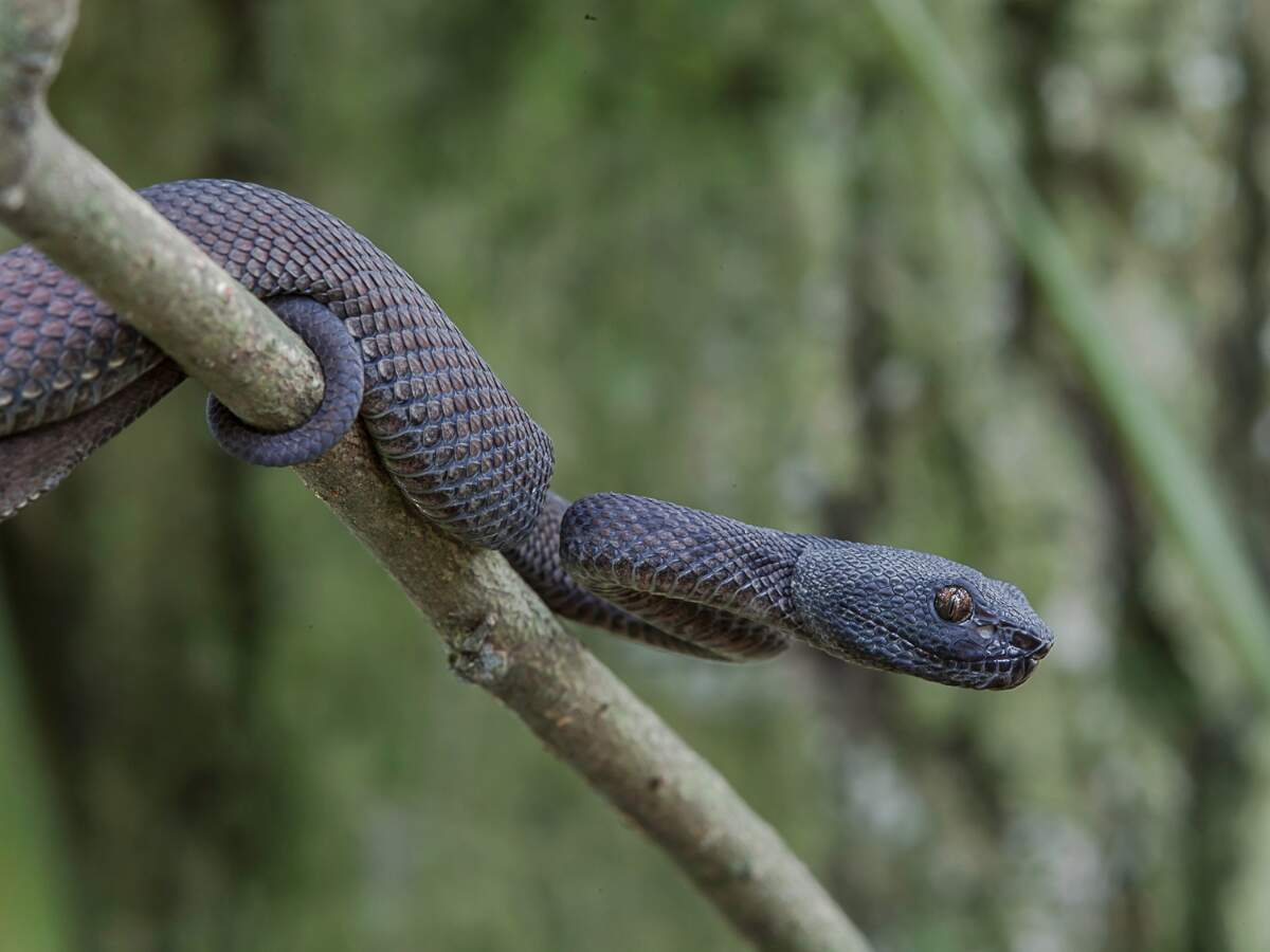 Andaman Pit Viper