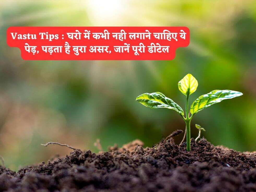 Vastu Tips : घरो में कभी नही लगाने चाहिए ये पेड़, पड़ता है बुरा असर, जानें पूरी डीटेल&nbsp;