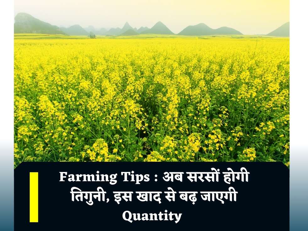 Farming Tips : अब सरसों होगी तिगुनी, इस खाद से बढ़ जाएगी Quantity&nbsp;