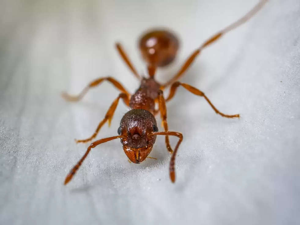 Discovery: क्‍या आपको जानते है चींटियां भी देती हैं दूध, जानिए कितना पौष्टिक होता है ये Ant Milk?