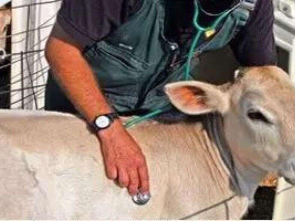 हरियाणा पशुपालन विभाग में निकली बम्पर पदों पर&nbsp;भर्ती