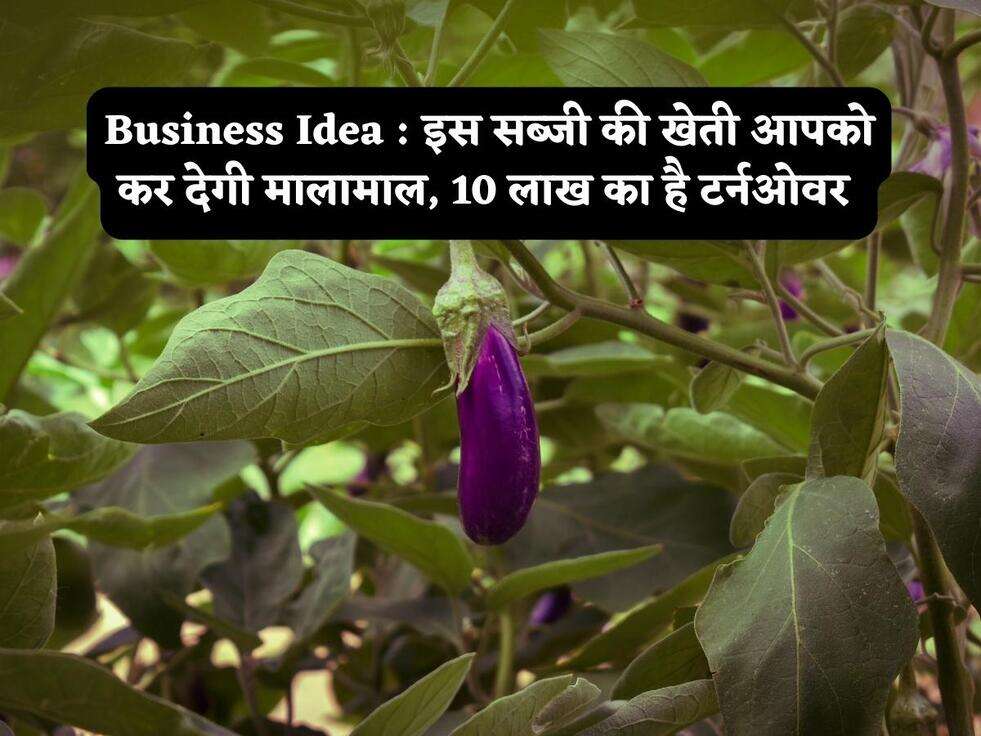 Business Idea : इस सब्जी की खेती आपको कर देगी मालामाल, 10 लाख का है टर्नओवर&nbsp;