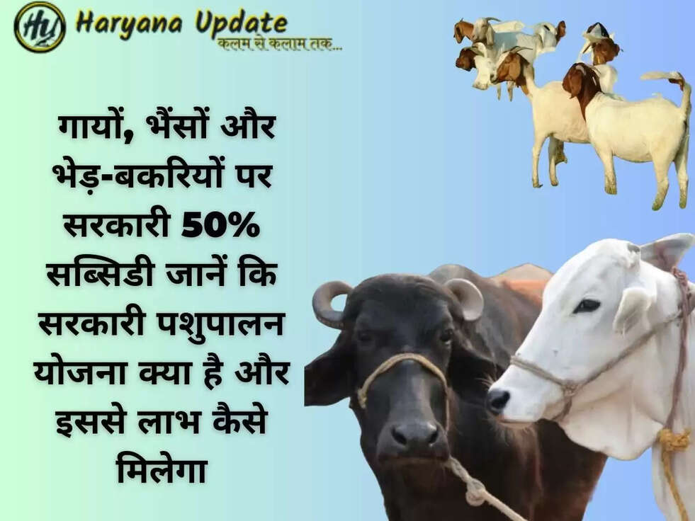&nbsp;गायों, भैंसों और भेड़-बकरियों पर सरकारी 50% सब्सिडी जानें कि सरकारी पशुपालन योजना क्या है और इससे लाभ कैसे मिलेगा