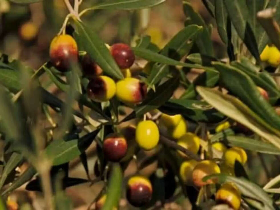 Olive Farming: अगस्त के महीना में करे जैतून की खेती