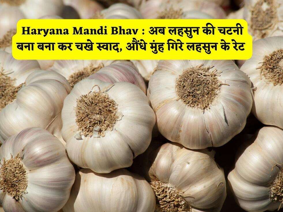 Haryana Mandi Bhav : अब लहसुन की चटनी बना बना कर चखे स्वाद, औंधे मुंह गिरे&nbsp; लहसुन के रेट&nbsp;