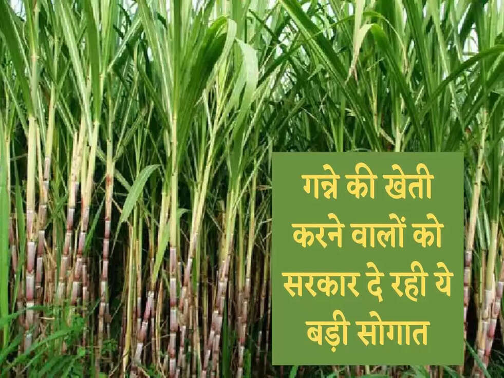 Sugarcane Crop Schemes: गन्ने की खेती करने वालों को सरकार दे रही ये बड़ी सोगात, होगा मुनाफा&nbsp;