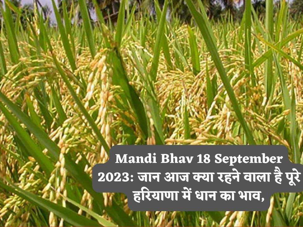 Mandi Bhav 18 September 2023: जान आज क्या रहने वाला है पूरे हरियाणा में धान का भाव,