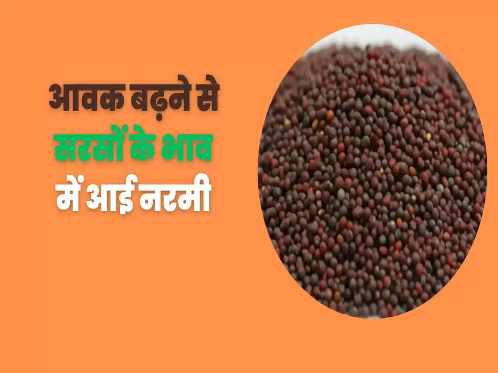 आवक बढ़ने से सरसों के भाव में आई नरमी