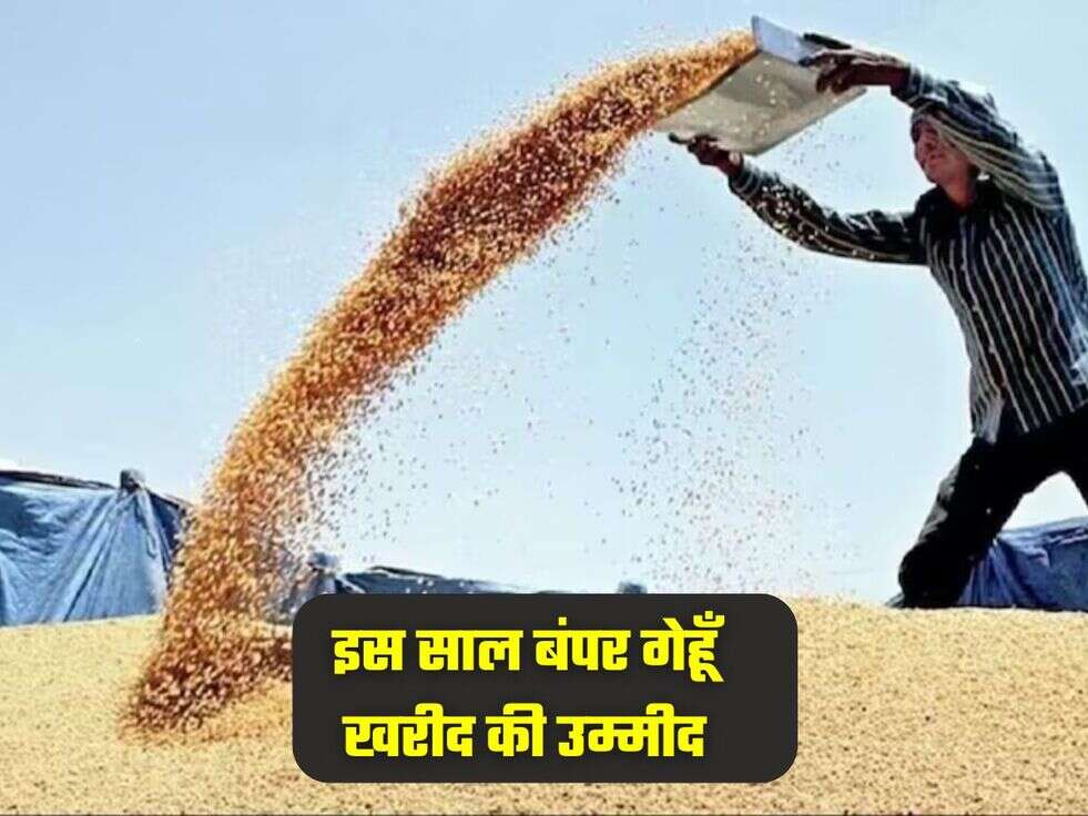 इस साल बंपर गेहूँ&nbsp;खरीद की उम्मीद