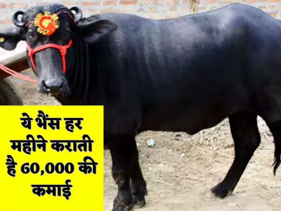 ये भैंस हर महीने कराती है 60,000 की कमाई