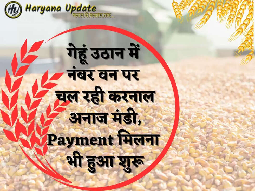 गेहूं उठान में नंबर वन पर चल रही करनाल अनाज मंडी, Payment मिलना भी हुआ शुरू