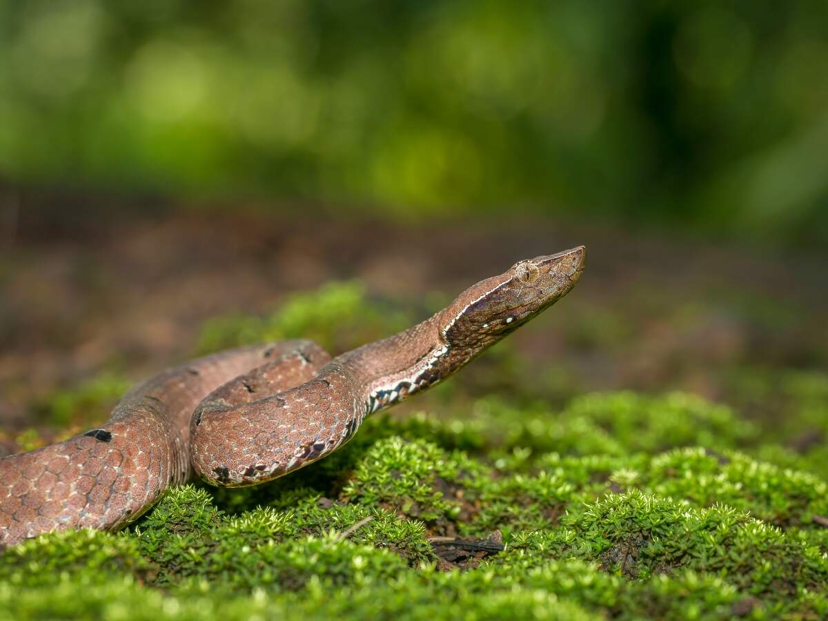 Hump-Nosed Pit Viper