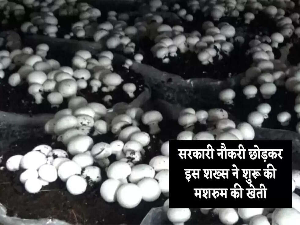 Mashroom Farming: सरकारी नौकरी छोड़कर इस शख्स ने शुरू की मशरुम की खेती, अब कर रहा इतनी कमाई&nbsp;