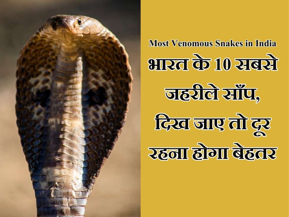 10 Most Venomous Snakes in India