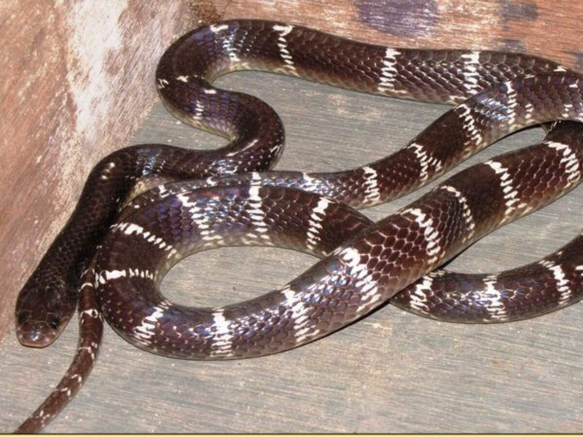 indian krait