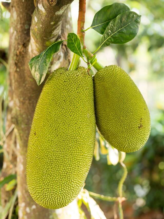 5 Delicious High Protein Vegetarian Substitutes Of Chicken