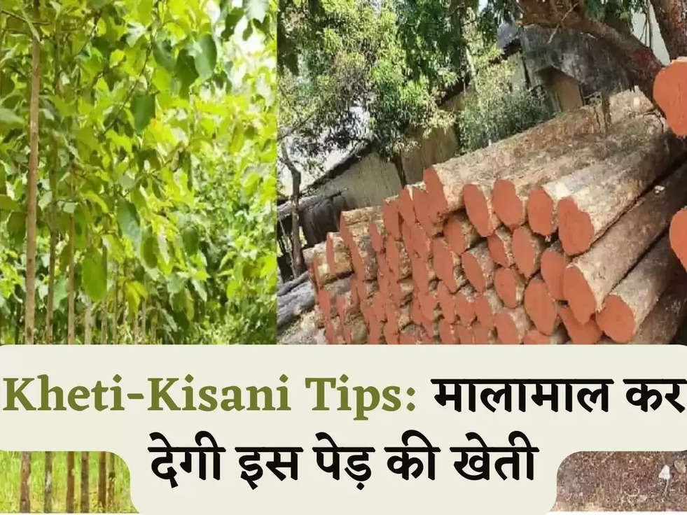 Kheti-Kisani Tips: मालामाल कर देगी इस पेड़ की खेती