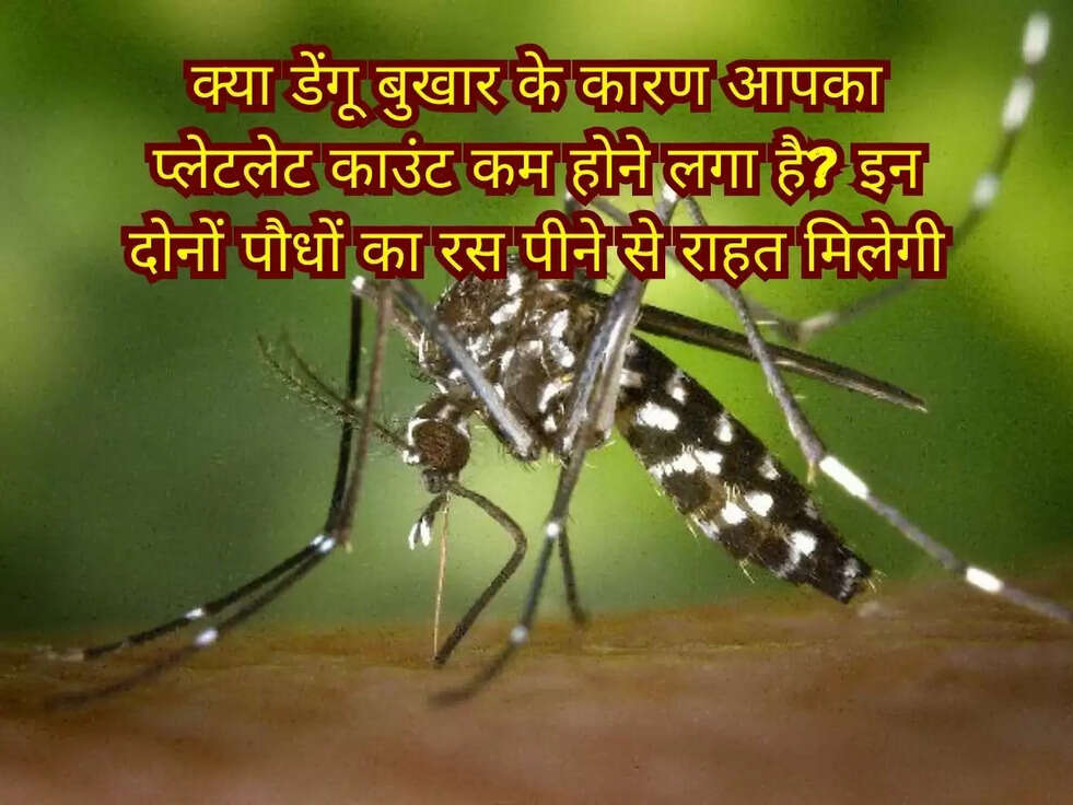क्या डेंगू बुखार के कारण आपका प्लेटलेट काउंट कम होने लगा है? इन दोनों पौधों का रस पीने से राहत मिलेगी