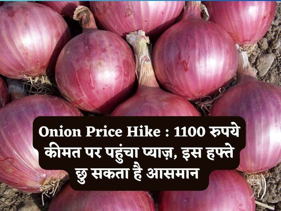 Onion Price Hike : 1100 रुपये कीमत पर पहुंचा प्याज़, इस हफ्ते छु सकता है आसमान 