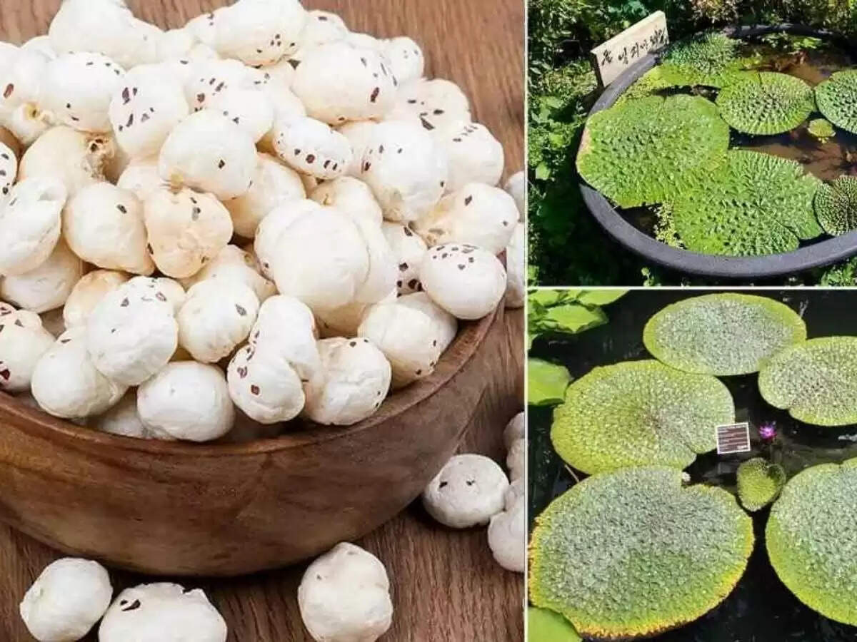 makhana farming subsidy