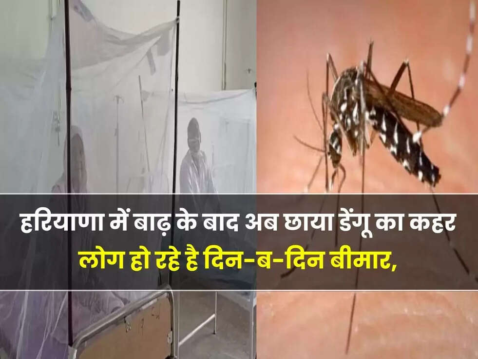 हरियाणा में बाढ़ के बाद अब छाया डेंगू का कहर, लोग हो रहे है दिन-ब-दिन बीमार, डेंगू से हो रही है ये वाली बीमारियाँ 