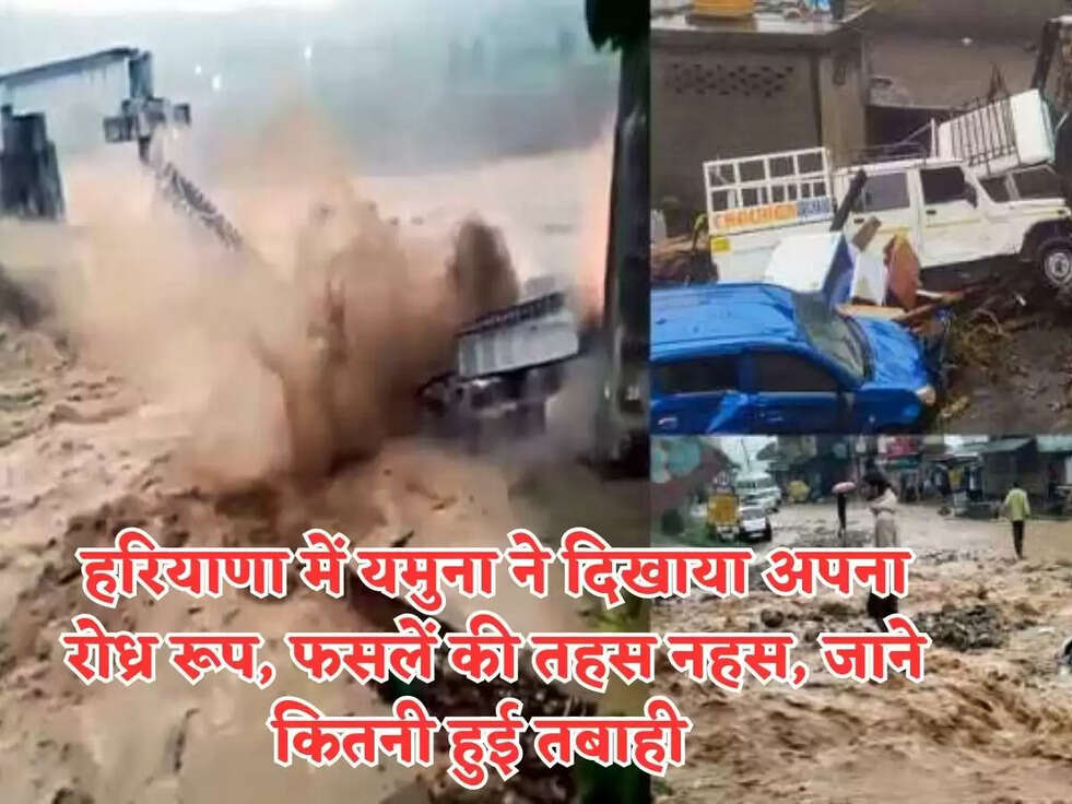 Haryana News : हरियाणा में यमुना ने दिखाया अपना रोध्र रूप, फसलें की तहस नहस, जाने कितनी हुई तबाही  