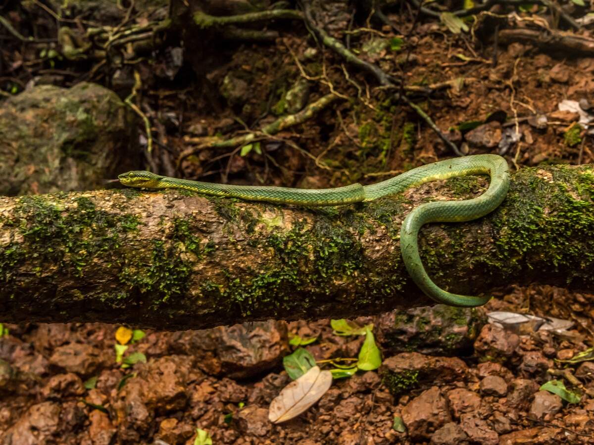 Bamboo Pit Viper