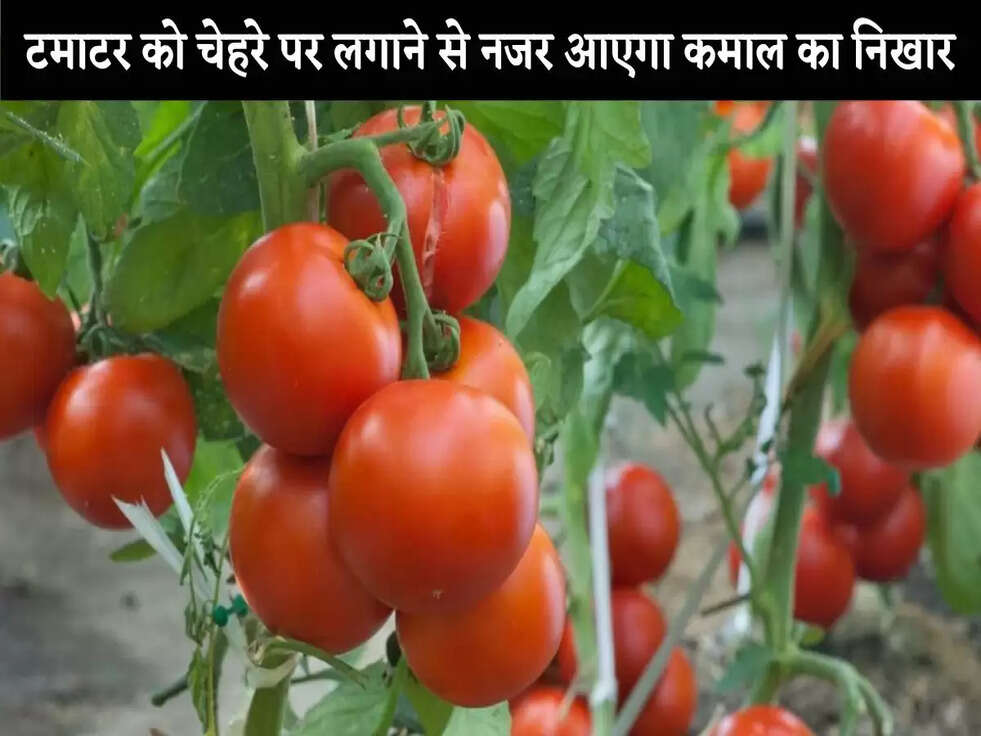 Skin Care: टमाटर को चेहरे पर लगाने से नजर आएगा कमाल का निखार, कोमल बन जाएगी त्वचा