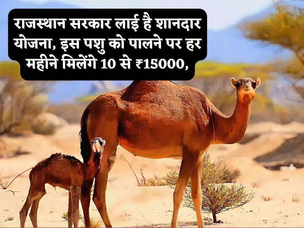राजस्थान सरकार लाई है शानदार योजना, इस पशु को पालने पर हर महीने मिलेंगे 10 से ₹15000,