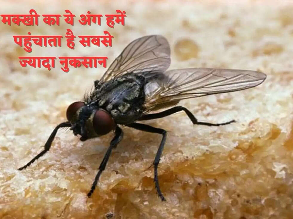 मक्खी का ये अंग हमें पहुंचाता है सबसे ज्यादा नुकसान