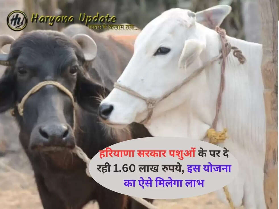 Haryana pashu kisan credit