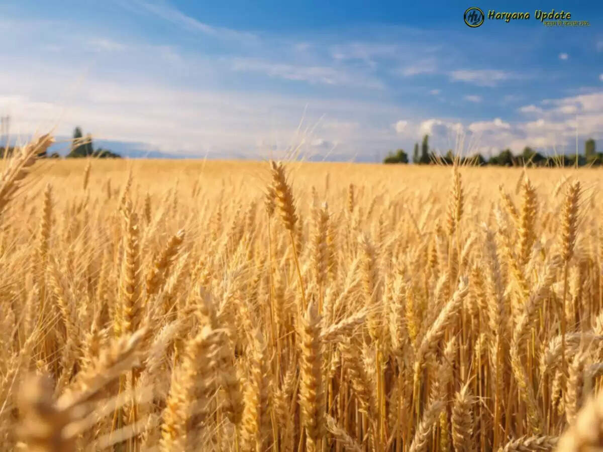 देश में ठिठका गेहूं उत्पादन, जानिए मामला