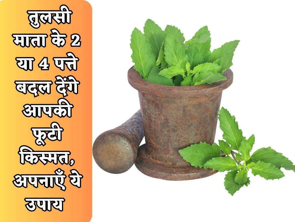 Astro Tips : तुलसी माता के 2 या 4 पत्ते बदल देंगे आपकी फूटी किस्मत, अपनाएँ ये उपाय&nbsp;