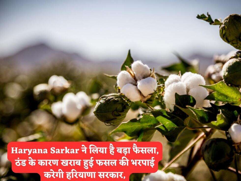 Haryana Sarkar ने लिया है बड़ा फैसला, ठंड के कारण खराब हुई फसल की भरपाई करेगी हरियाणा सरकार,