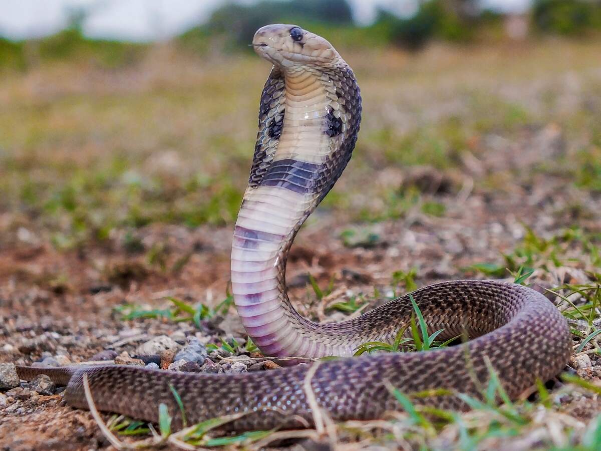 indian cobra