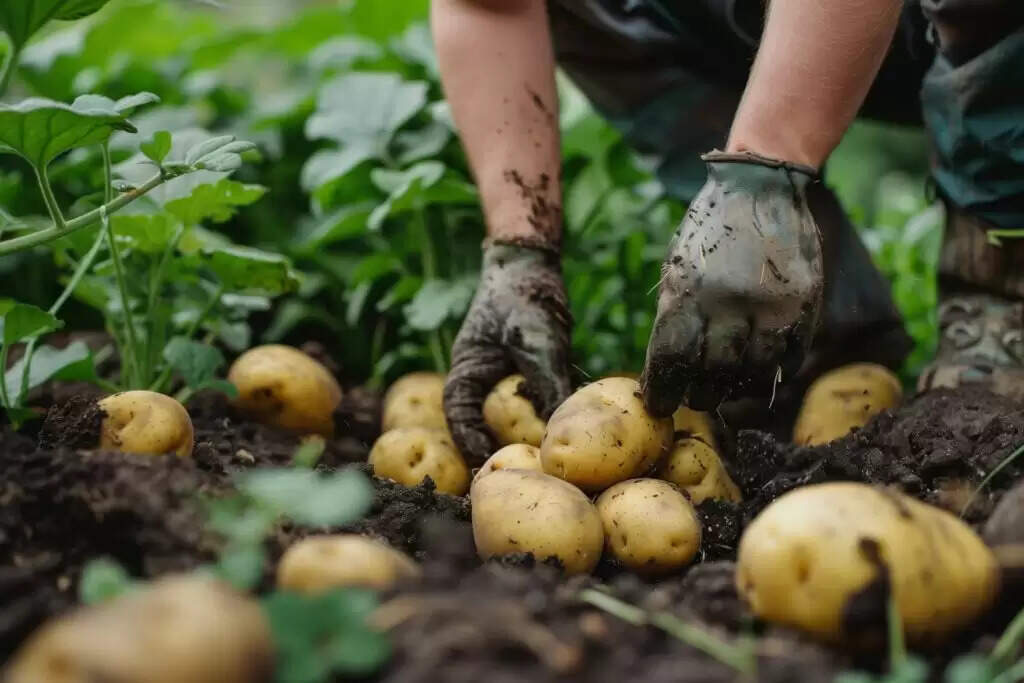 potato harvesting benefits