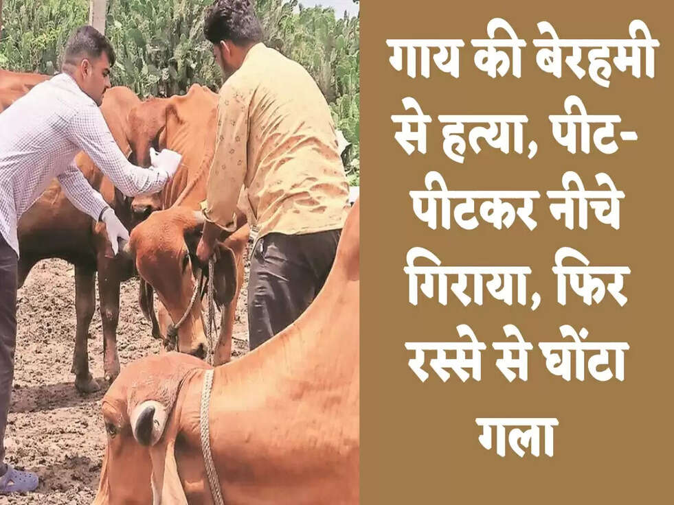 Breaking News:  गाय की बेरहमी से हत्या, पीट-पीटकर नीचे गिराया, फिर रस्से से घोंटा गला