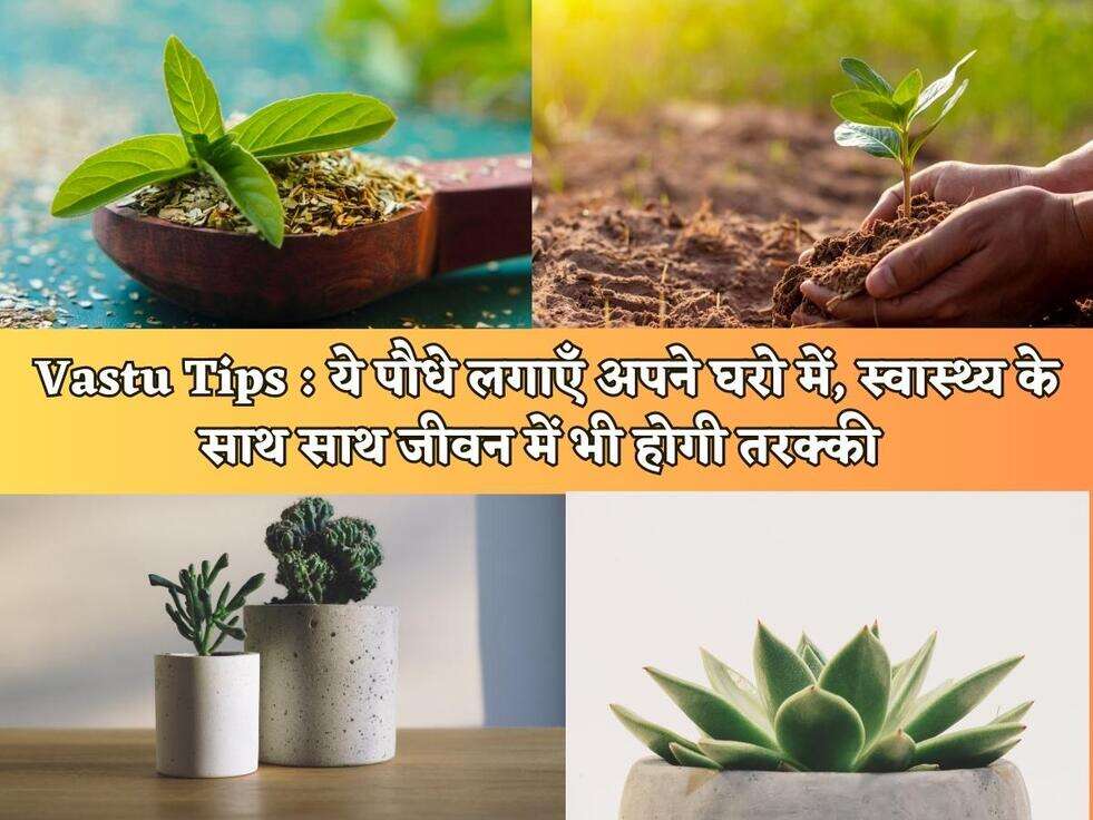 Vastu Tips : ये पौधे लगाएँ अपने घरो में, स्वास्थ्य के साथ साथ जीवन में भी होगी तरक्की&nbsp;