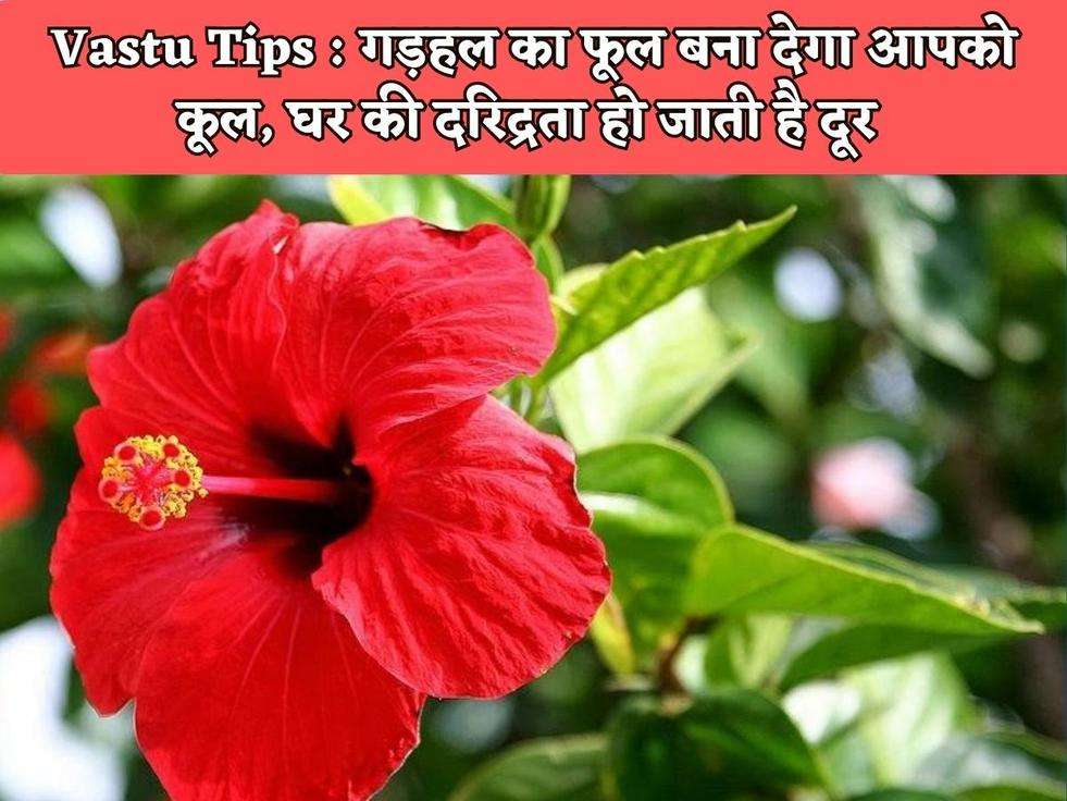 Vastu Tips : गड़हल का फूल बना देगा आपको कूल, घर की दरिद्रता हो जाती है दूर 