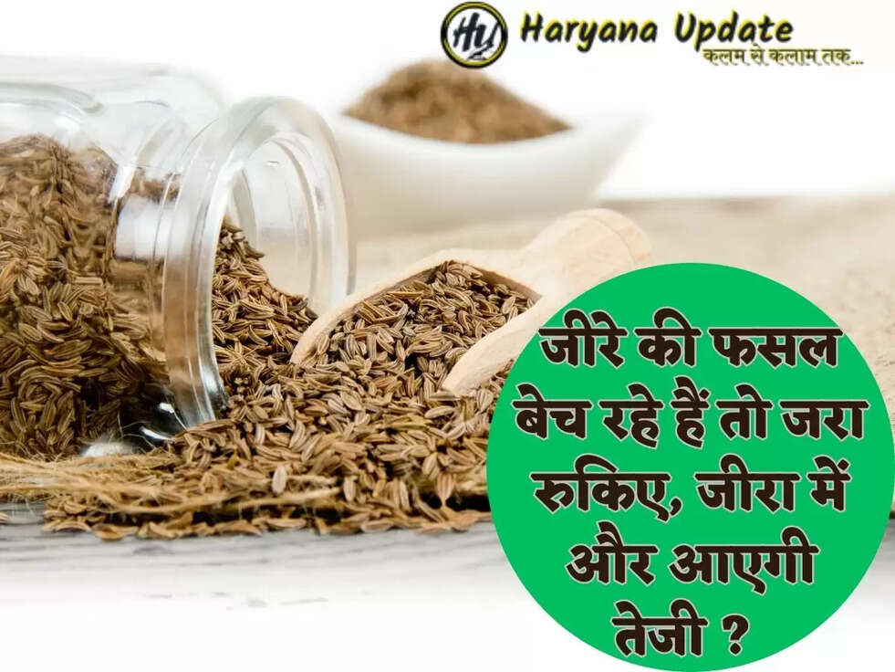 जीरे की फसल बेच रहे हैं तो जरा रुकिए, जीरा में और आएगी तेजी ? 