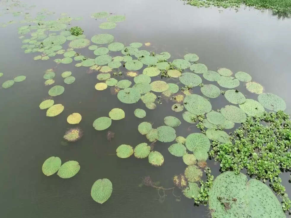 Subsidy on Makhana Farming: इस राज्य के मखाना किसानों को सरकार दे रही 72 हजार की सब्सिडी, जानिए