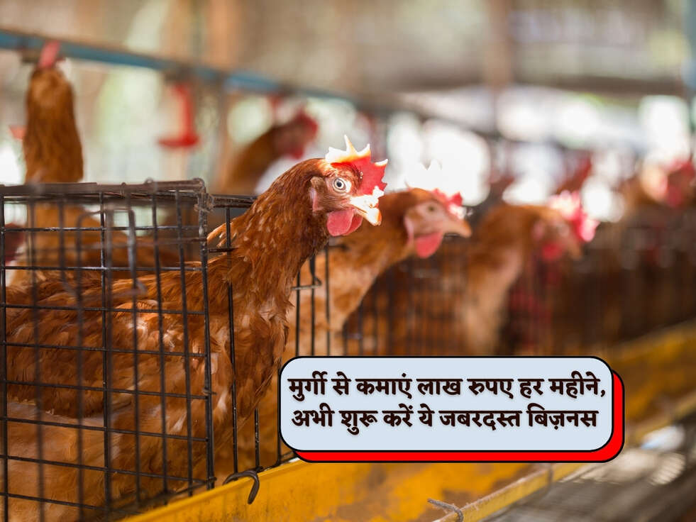 Business Idea : मुर्गी से कमाएं लाख रुपए हर महीने, अभी शुरू करें ये जबरदस्त बिज़नस&nbsp;