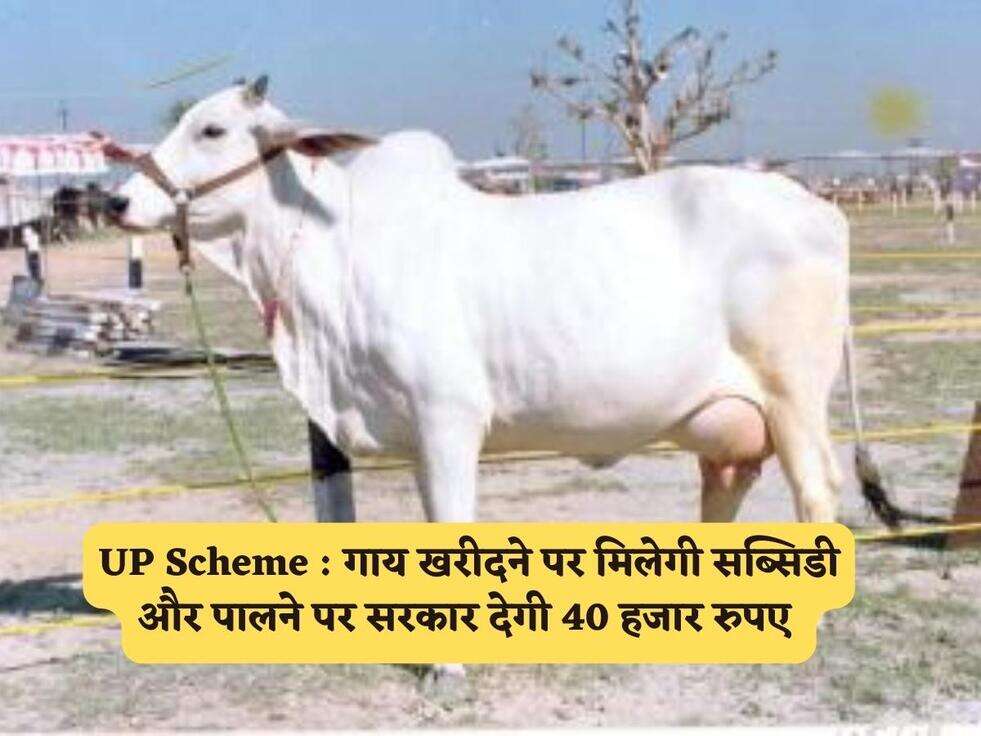 UP Scheme : गाय खरीदने पर मिलेगी सब्सिडी और पालने पर सरकार देगी 40 हजार रुपए&nbsp;