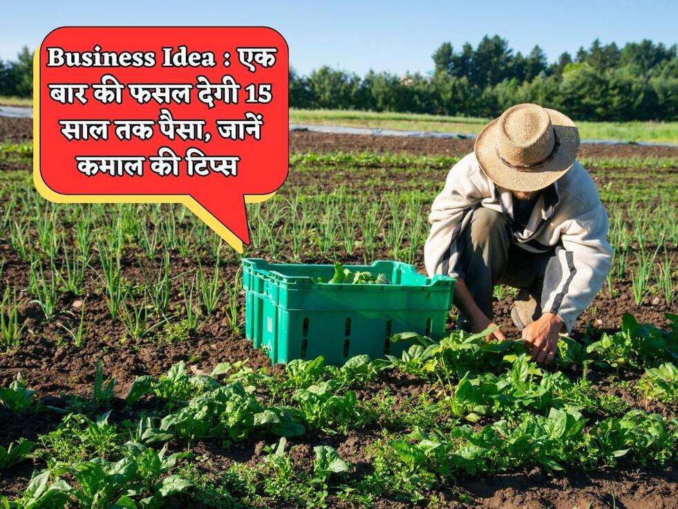 Business Idea : एक बार की फसल देगी 15 साल तक पैसा, किसानो को नहीं पता होती ये बात, जानें कमाल की टिप्स&nbsp;