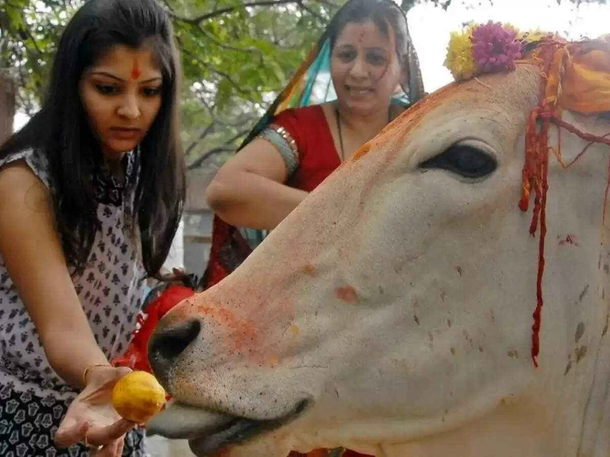 Cow Worship