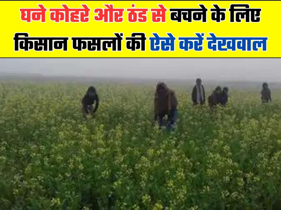 घने कोहरे और ठंड स बचने के लिए किसान फसलों की ऐसे करें देखवाल