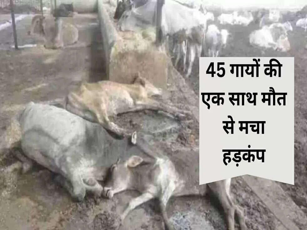 Breaking News: करनाल में 45 गायों की एक साथ मौत से मचा हड़कंप, जानिए वजह&nbsp;